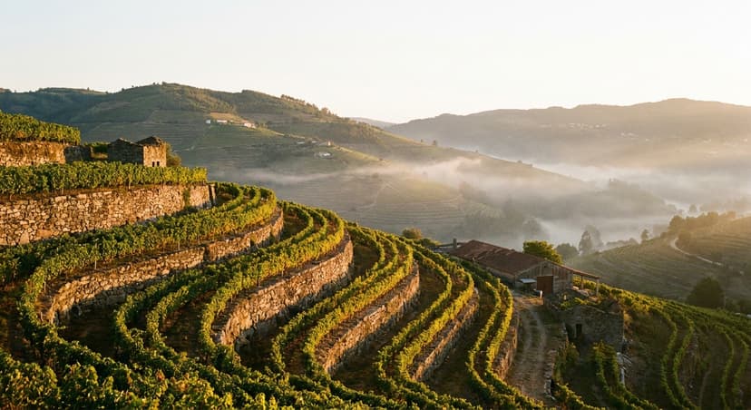 Vinhas do Douro